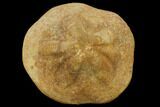 Miocene Fossil Echinoid (Clypeaster) - Taza, Morocco #114601-2
